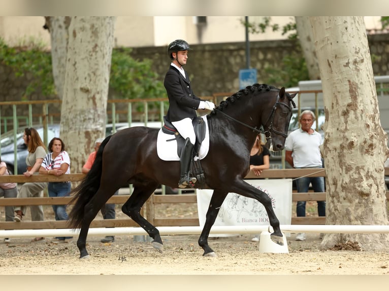 PRE Stallion Black in Caumont