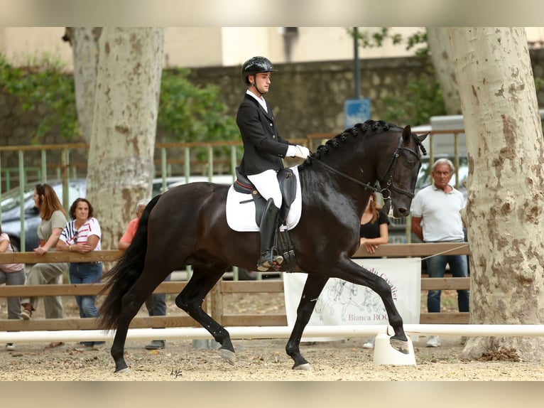 PRE Stallion Black in Caumont