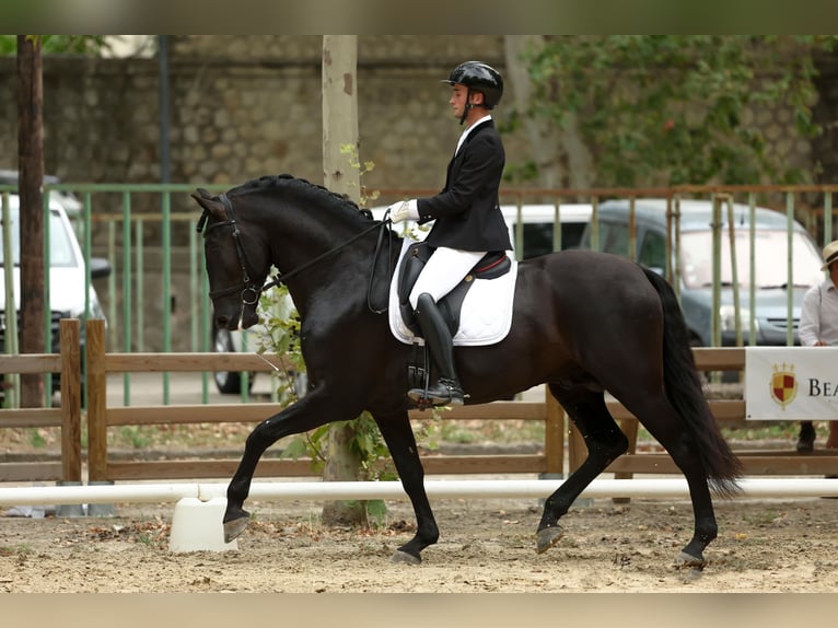 PRE Stallion Black in Caumont