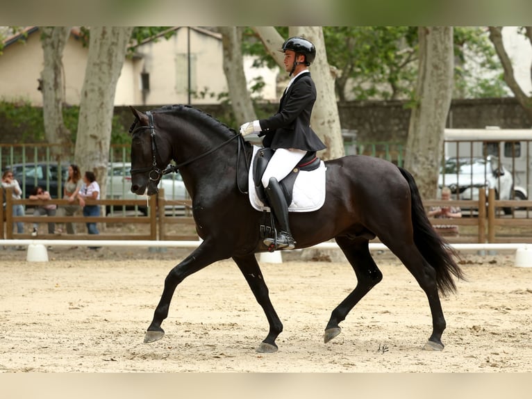 PRE Stallion Black in Caumont