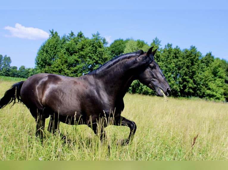PRE Stallion Black in Wien