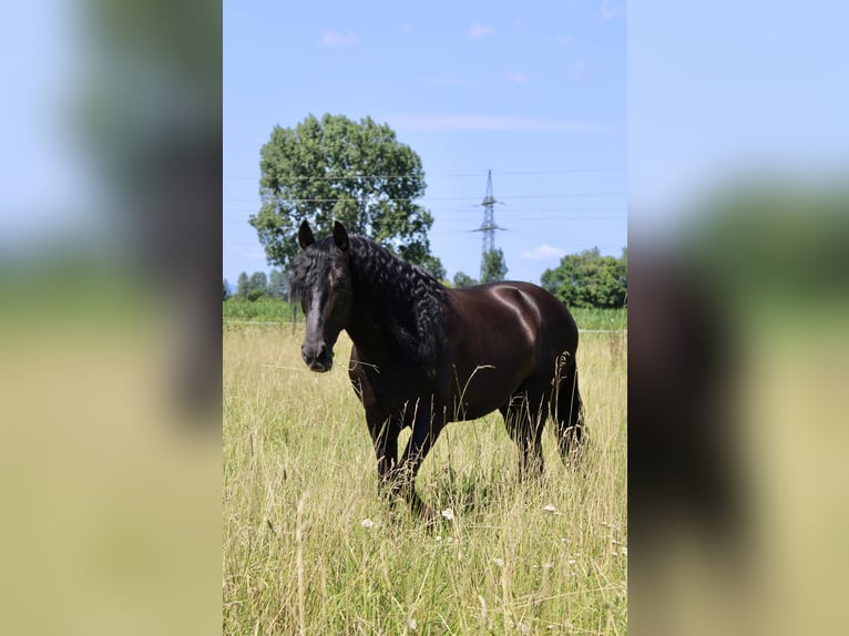PRE Stallion Black in Wien