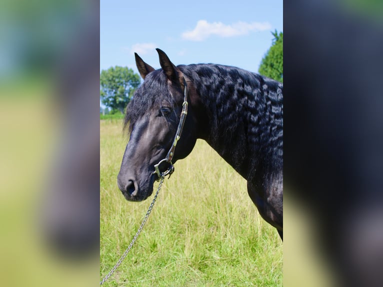 PRE Stallion Black in Wien