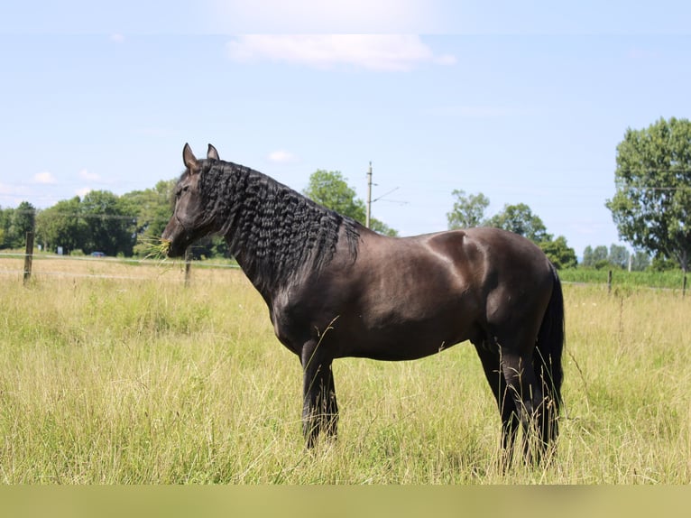 PRE Stallion Black in Wien