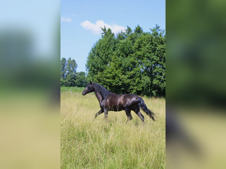 PRE Stallion Black in Wien