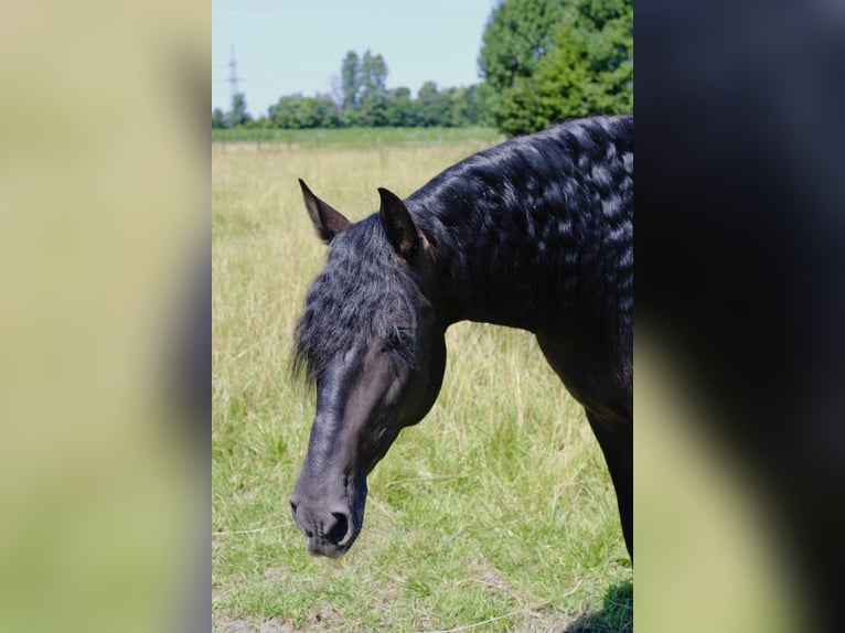 PRE Stallion Black in Wien