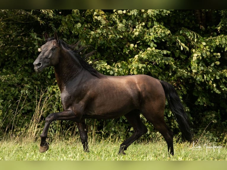 PRE Stallion Black in Feuchtwangen