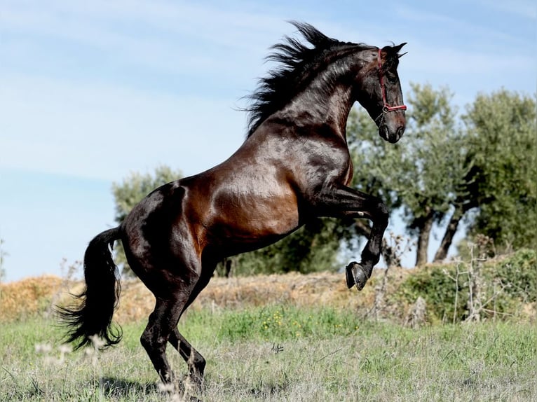 PRE Stallion Black in Navas Del Madroño