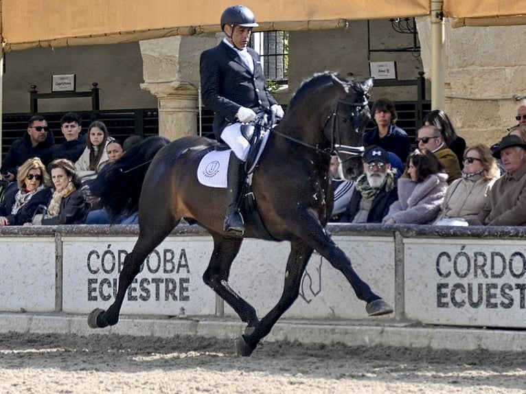 PRE Stallion Black in NAVAS DEL MADRONO