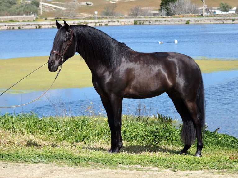 PRE Stallion Black in NAVAS DEL MADRONO