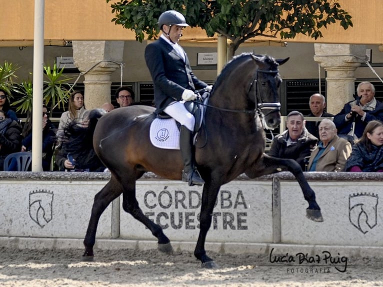 PRE Stallion Black in NAVAS DEL MADRONO