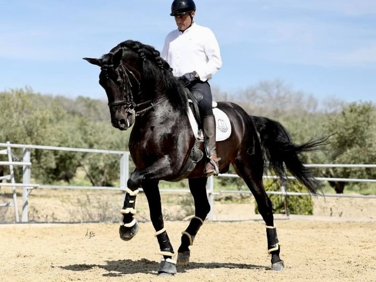 PRE Stallion Black in NAVAS DEL MADRONO