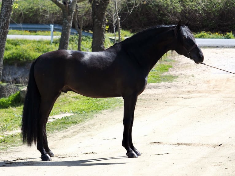 PRE Stallion Black in NAVAS DEL MADRONO