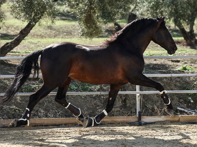 PRE Stallion Black in Navas Del Madroño