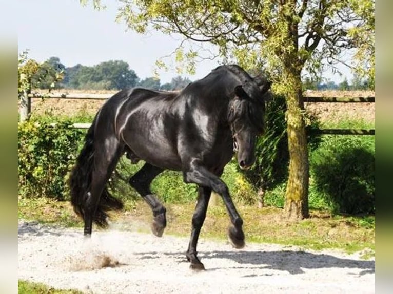 PRE Stallion Black in Porspoder