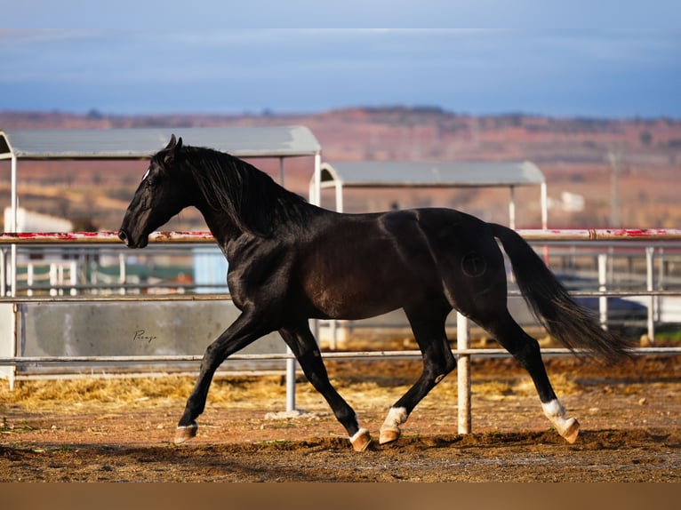 PRE Stallion Black in Utiel