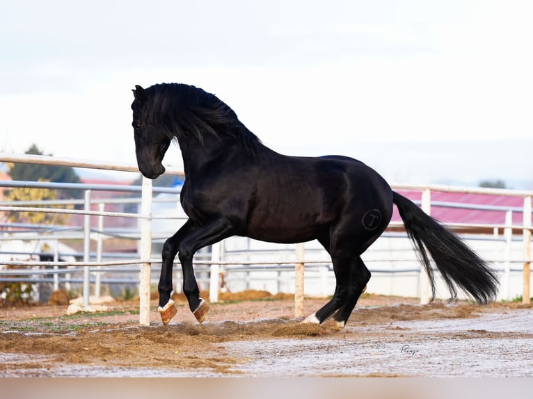 PRE Stallion Black in Utiel