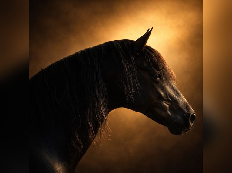 PRE Stallion Black in Stahnsdorf