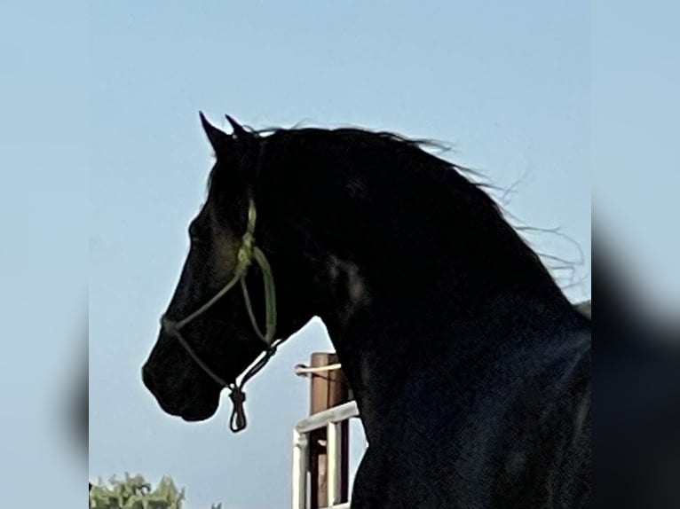 PRE Stallion Black in Stahnsdorf