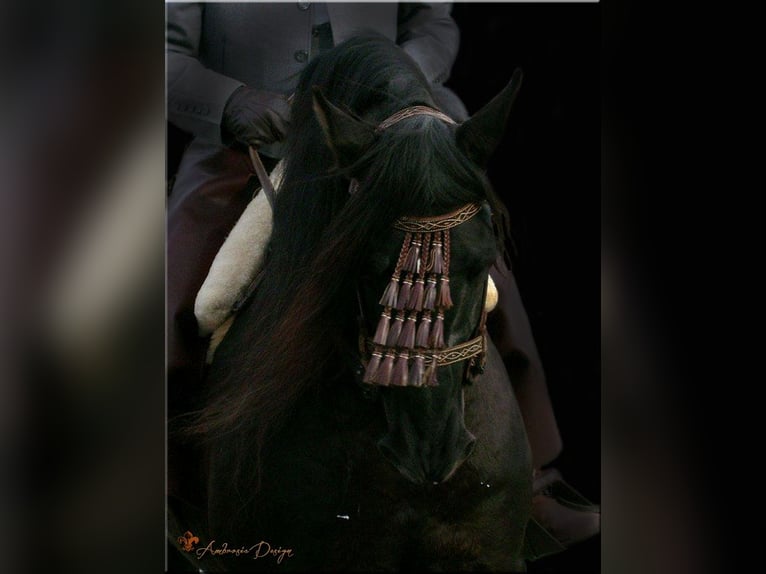 PRE Stallion in Ocala, FL