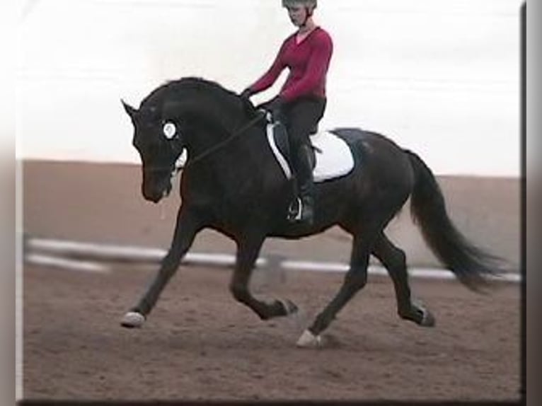 PRE Stallion in Ocala, FL