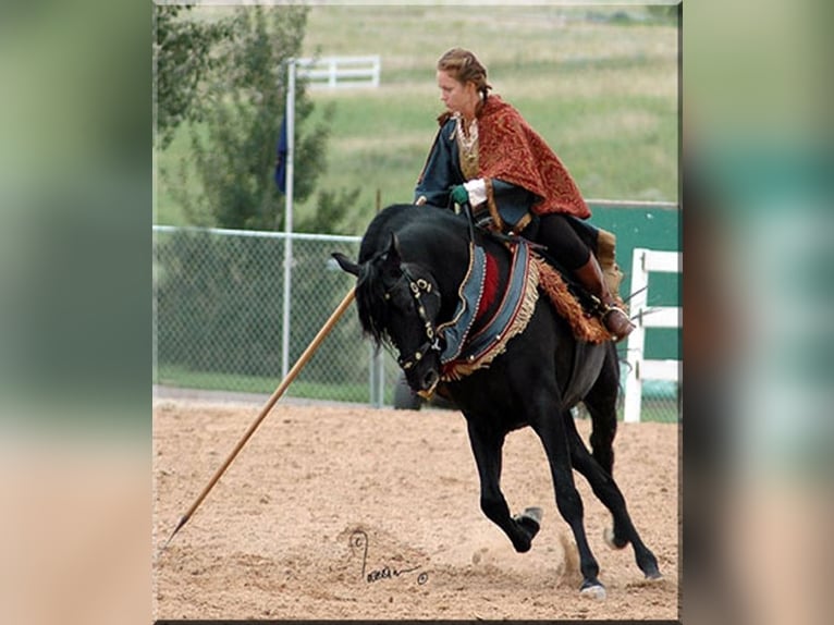 PRE Stallion in Ocala, FL