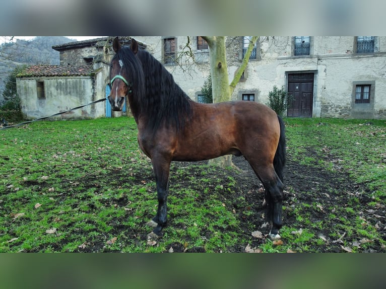 PRE Stallion Brown in Aller