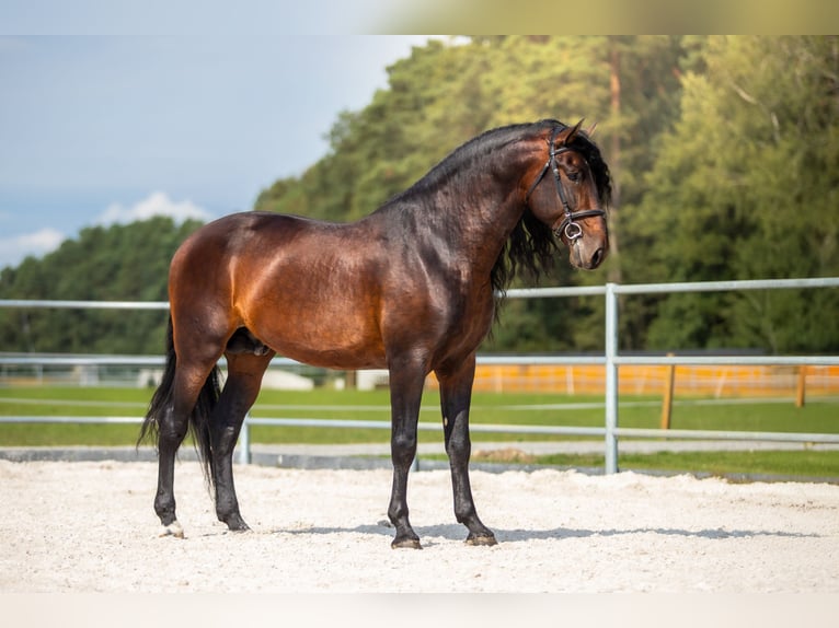 PRE Stallion Brown in Przedb&#xF3;rz