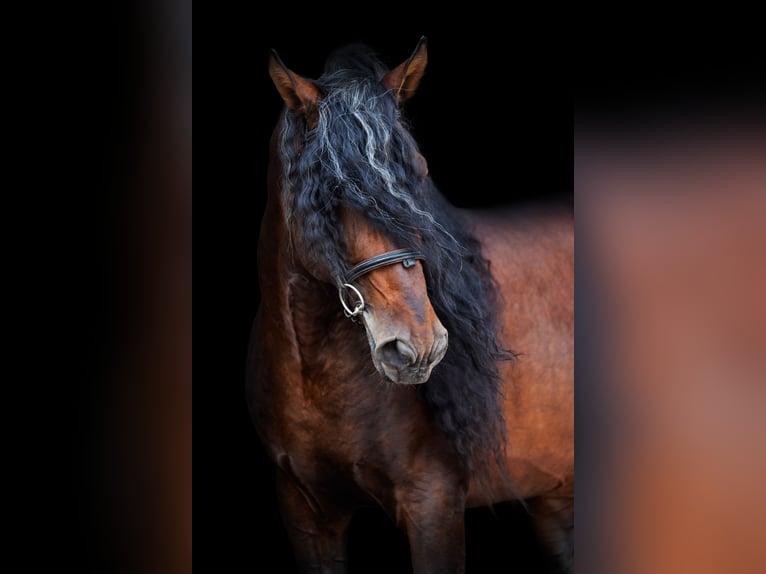 PRE Stallion Brown in Przedb&#xF3;rz