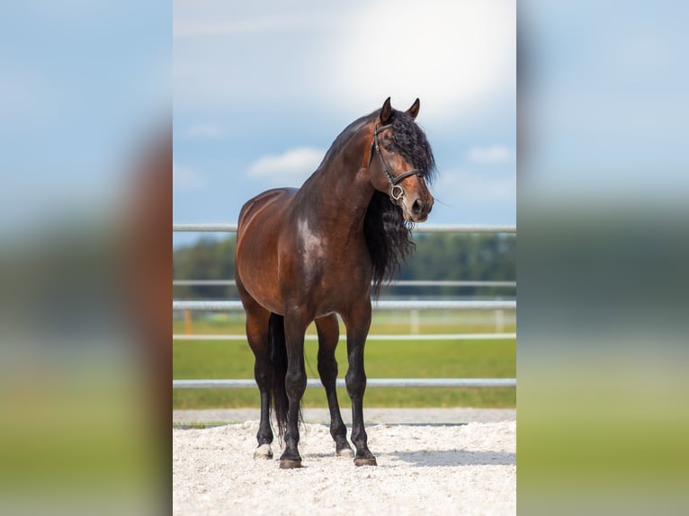 PRE Stallion Brown in Przedb&#xF3;rz