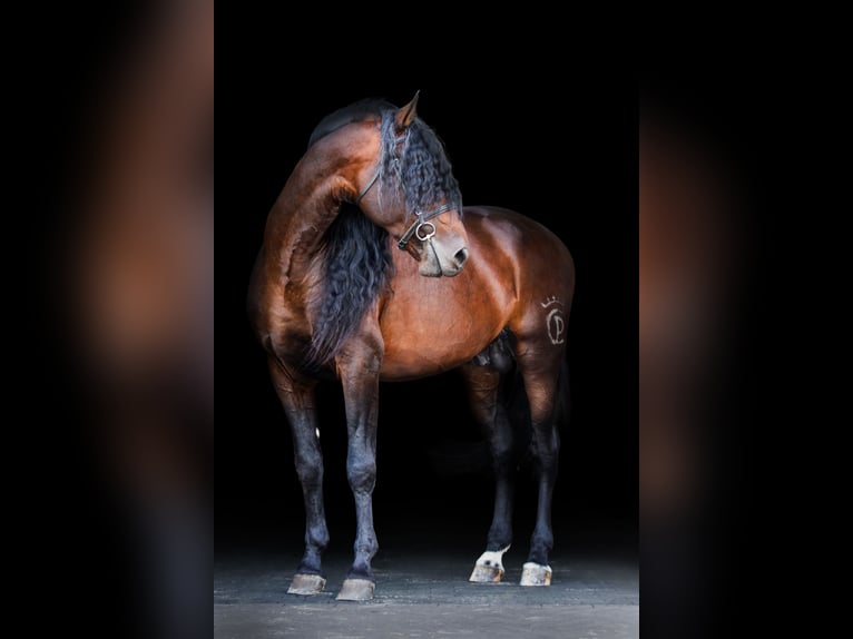 PRE Stallion Brown in Przedb&#xF3;rz