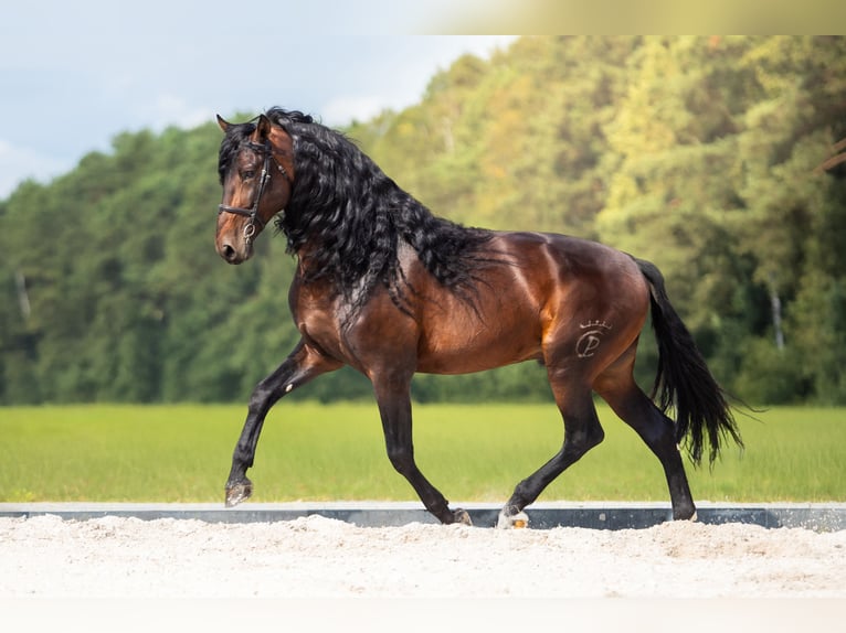 PRE Stallion Brown in Przedb&#xF3;rz