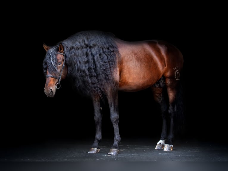 PRE Stallion Brown in Przedb&#xF3;rz