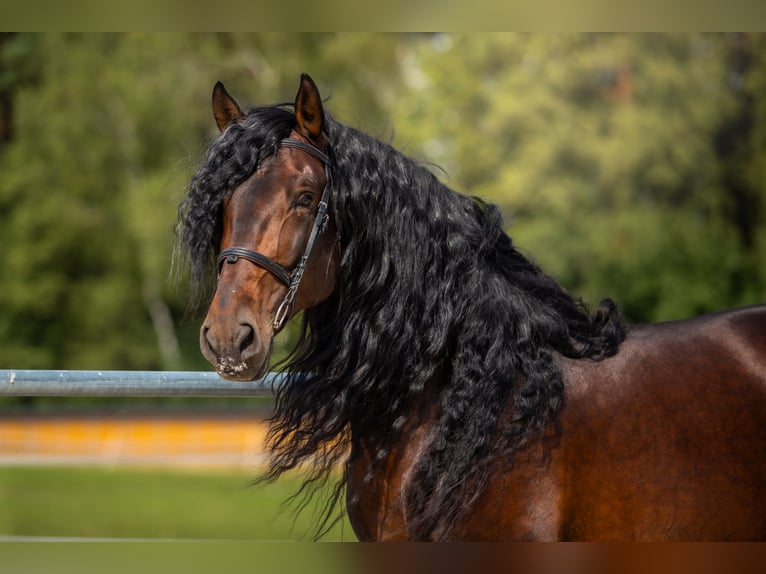 PRE Stallion Brown in Przedb&#xF3;rz