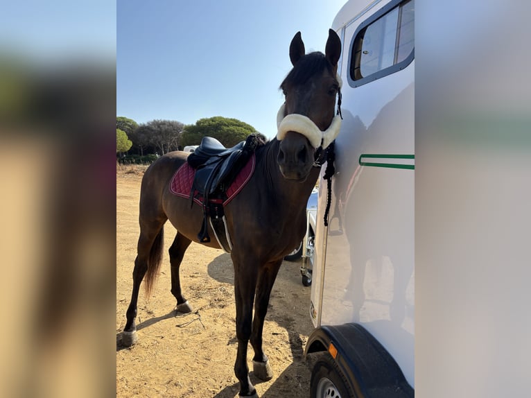 PRE Stallion Brown in Conil De La Frontera