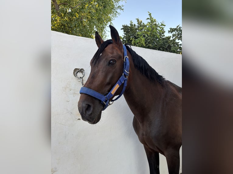 PRE Stallion Brown in Conil De La Frontera