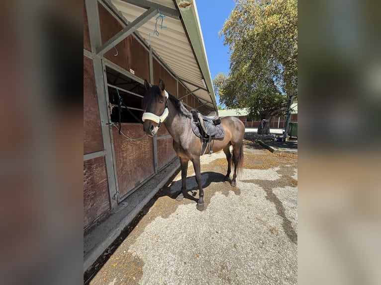 PRE Stallion Brown in Conil De La Frontera