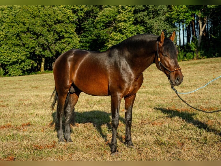 PRE Stallion Brown in A Coruña