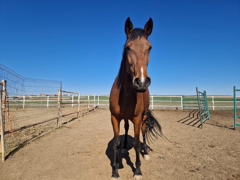 PRE Stallion Brown-Light in Benavente