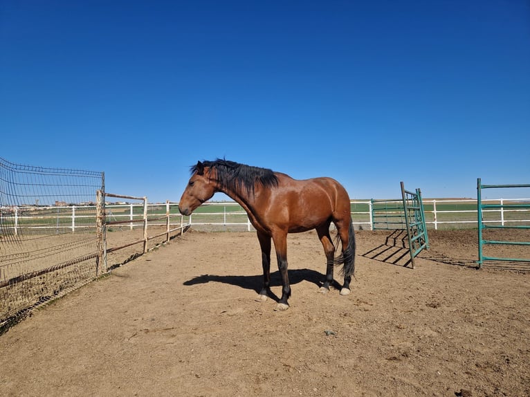 PRE Stallion Brown-Light in Benavente