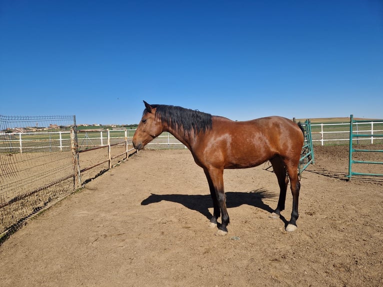 PRE Stallion Brown-Light in Benavente