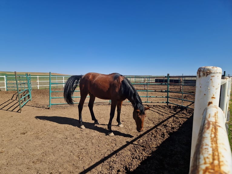 PRE Stallion Brown-Light in Benavente