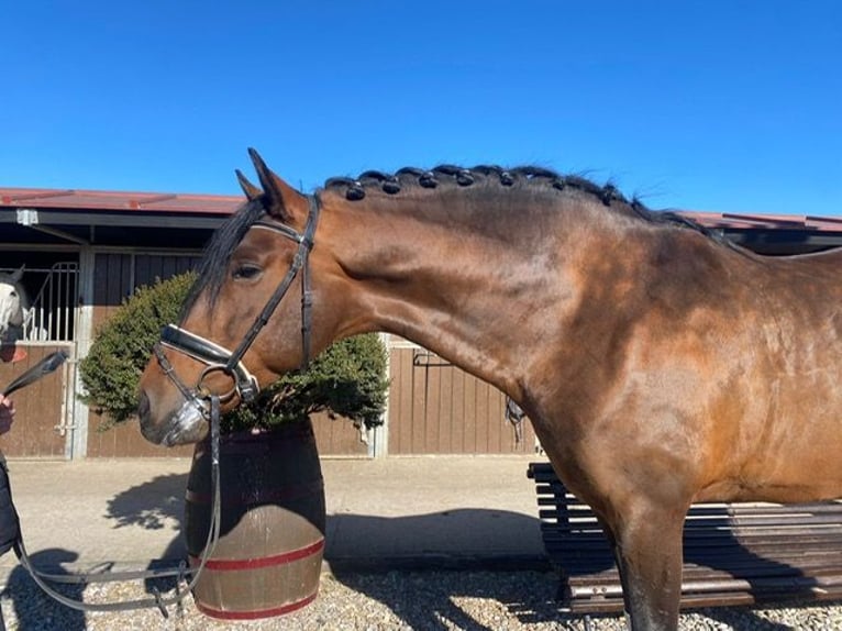 PRE Stallion Brown in Utiel