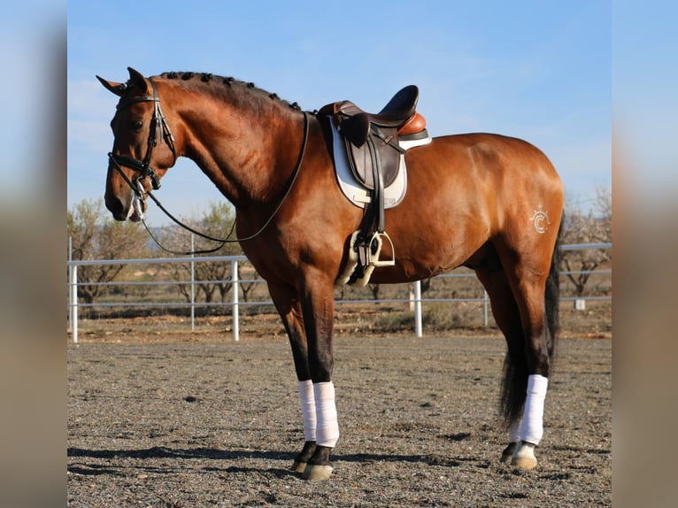 PRE Stallion Brown in Utiel