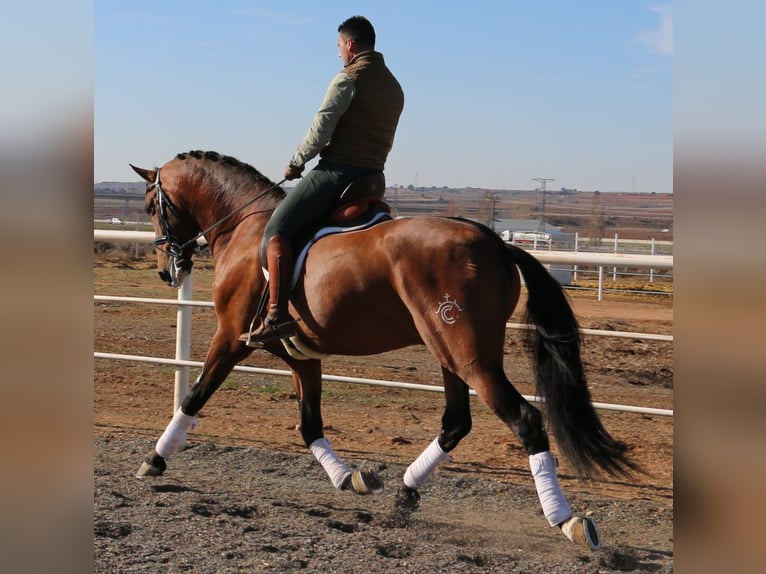 PRE Stallion Brown in Utiel