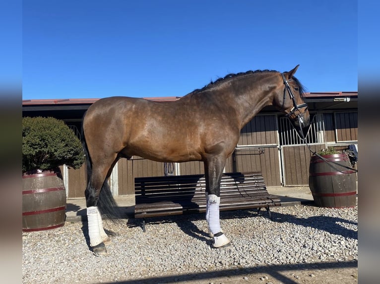 PRE Stallion Brown in Utiel