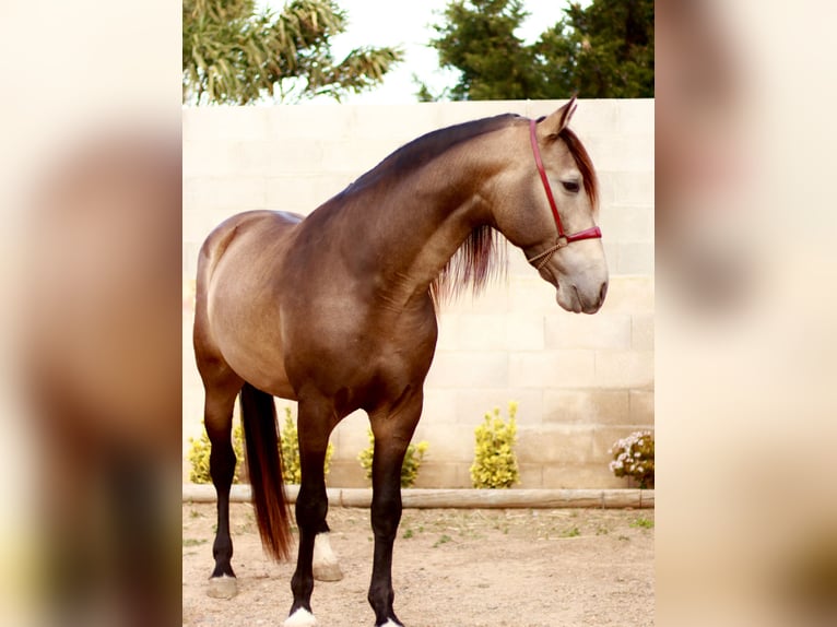 PRE Stallion Buckskin in Vinyols I Els Arcs