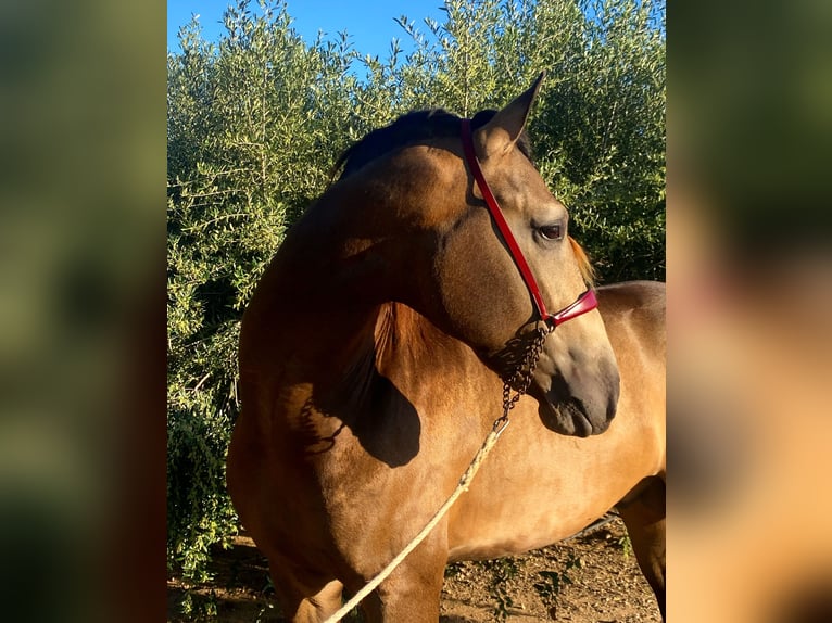 PRE Stallion Buckskin in Vinyols I Els Arcs