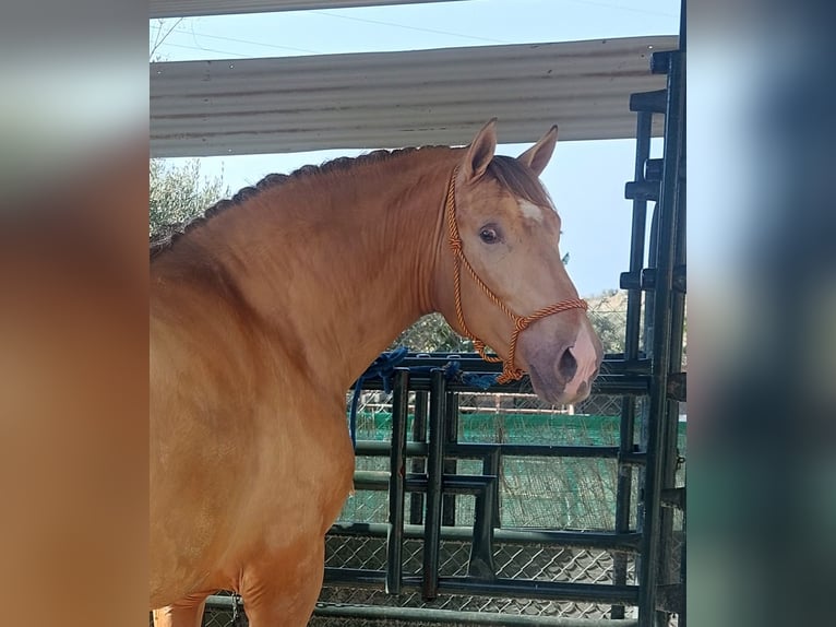 PRE Stallion Champagne in Nerja