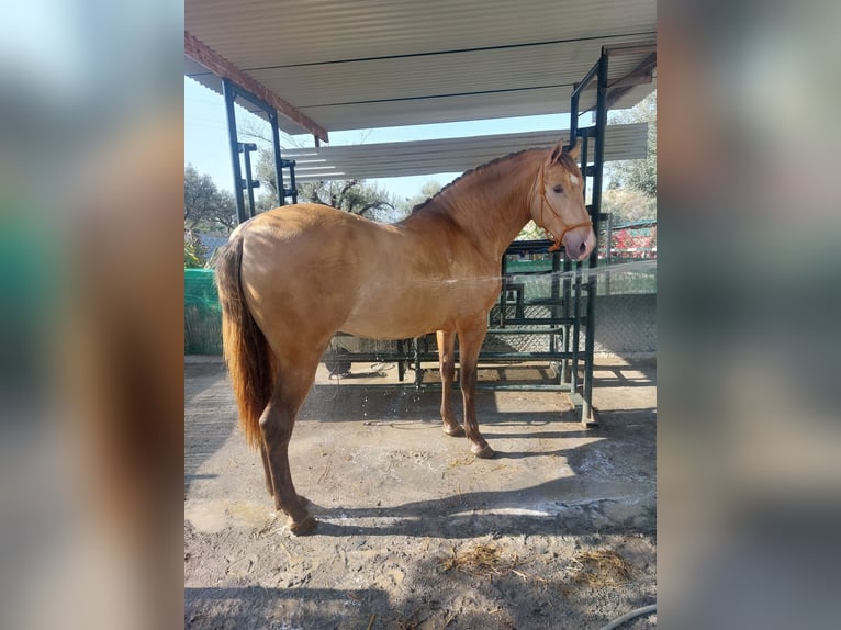 PRE Stallion Champagne in Nerja